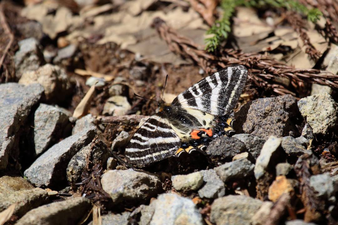 カタクリとギフチョウ_e0403850_21102360.jpg