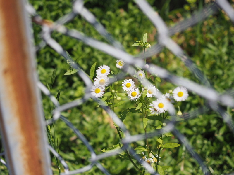 【Photo日記】身近な景色と、人のいない街_b0008655_17492603.jpg