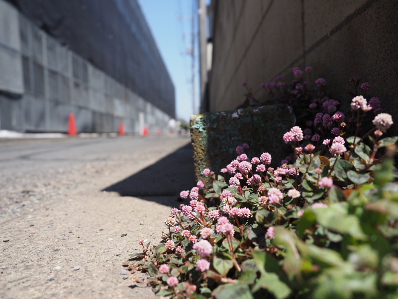 【Photo日記】身近な景色と、人のいない街_b0008655_17495022.jpg