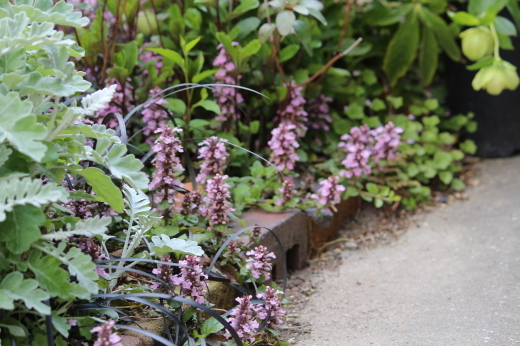 アジュガ ballade 花物語 アジュガ ballade 花物語