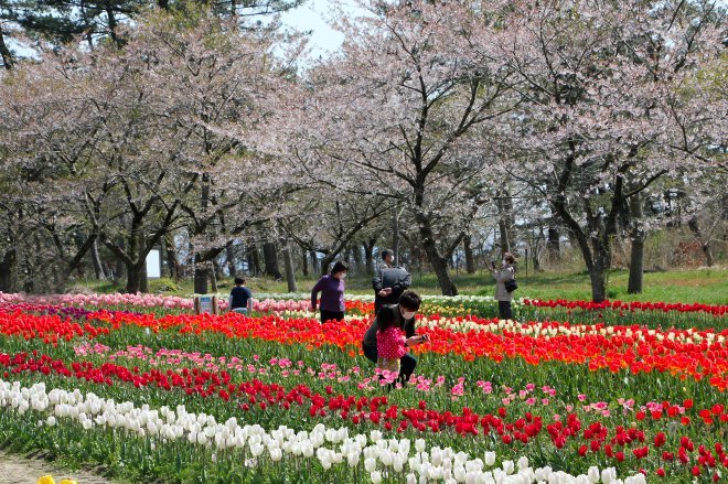 復活　「いこいの村庄内」チュウリップ園_e0387363_19215077.jpg