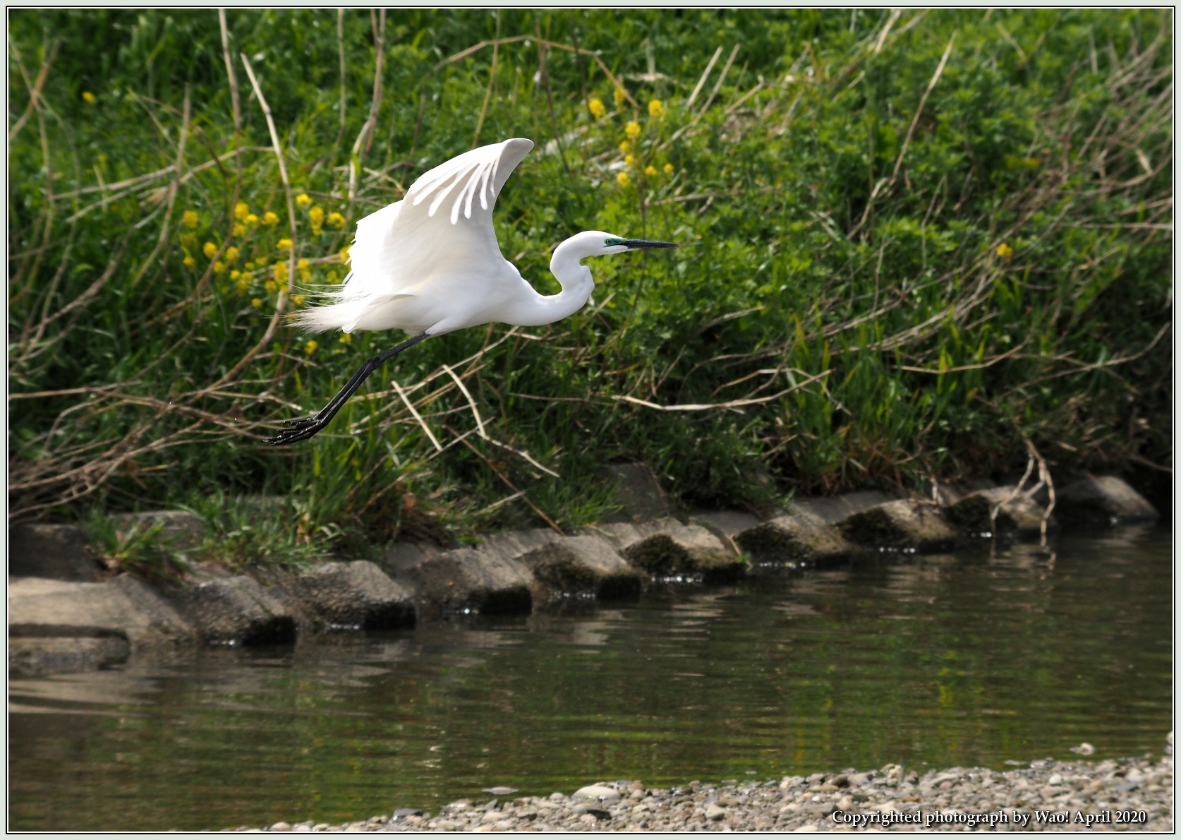 ダイサギ 魚を求めて行ったり来たり 野鳥の素顔 野鳥と日々の出来事