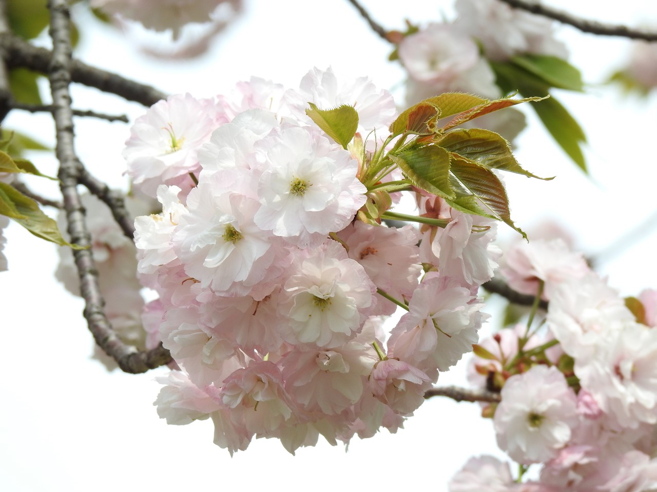 各務原市浄化センターの桜達 自然風の自然風だより 各務原市浄化センターの桜達 自然風の自然風だより