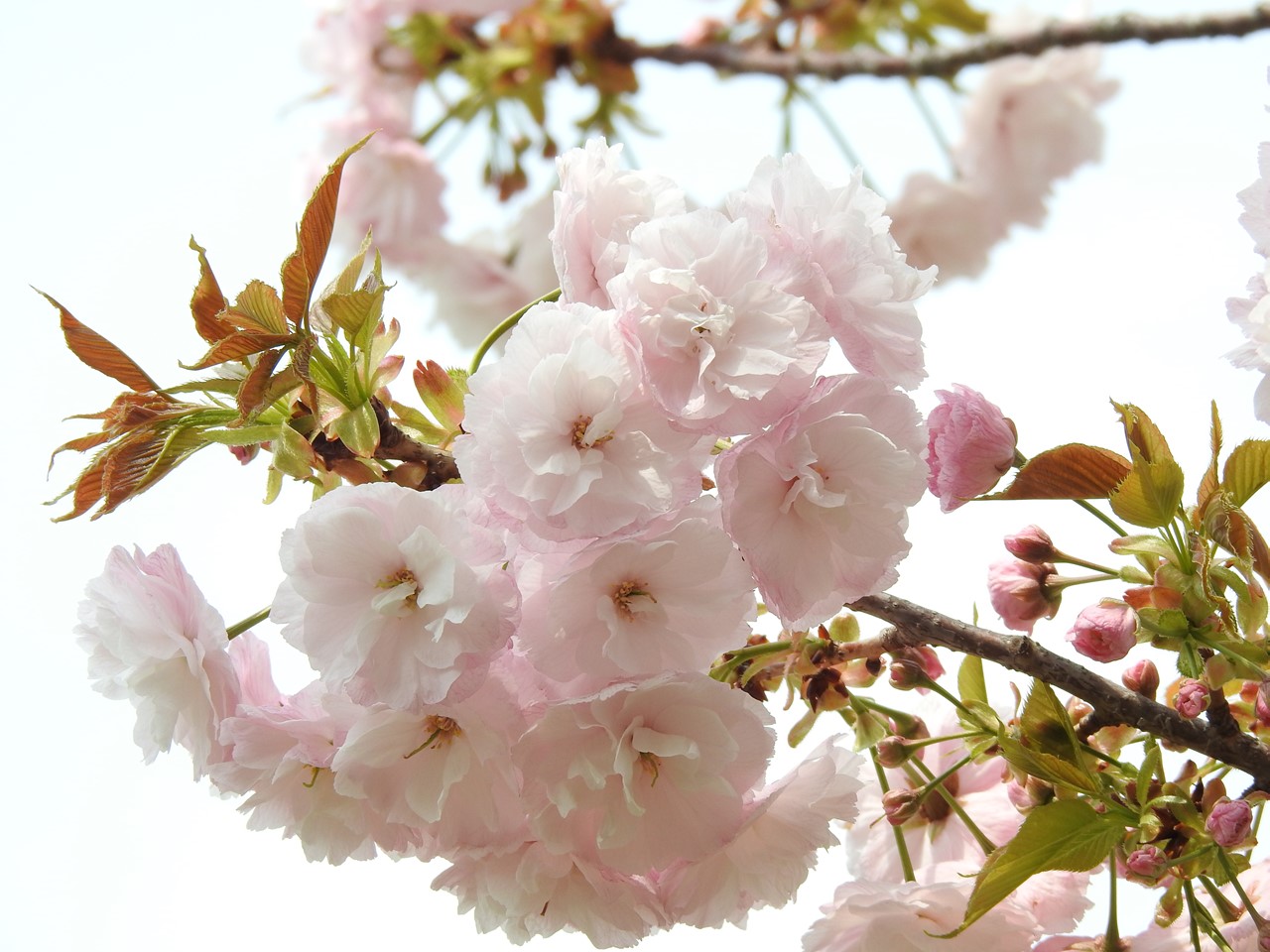 各務原市浄化センターの桜達 自然風の自然風だより