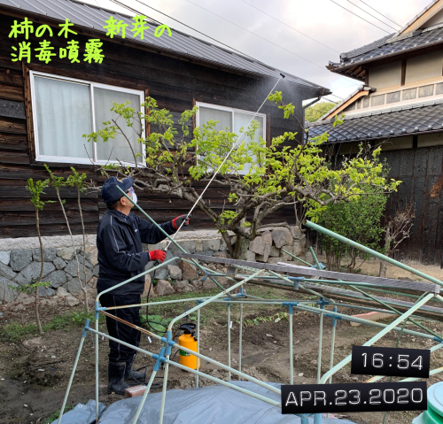 4 23 柿の木の消毒 Ayanohime S Room