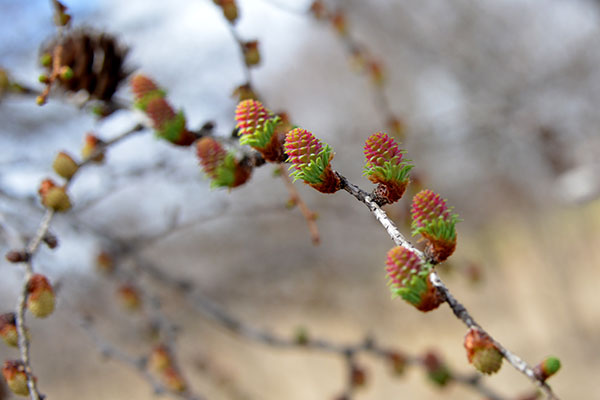 カラマツの雌花が美しい候です_f0212586_728385.jpg