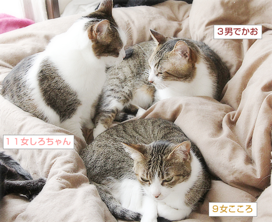 縞々牧場_a0389088_17595053.jpg