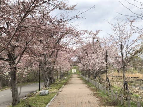 浪岡湿生花園 さくらのサクラ Vol 1