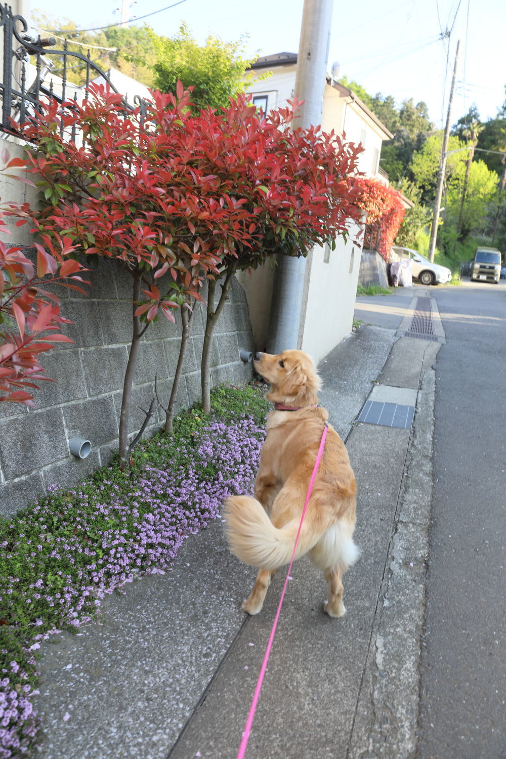 ララザップ中♪_b0275998_14283364.jpg