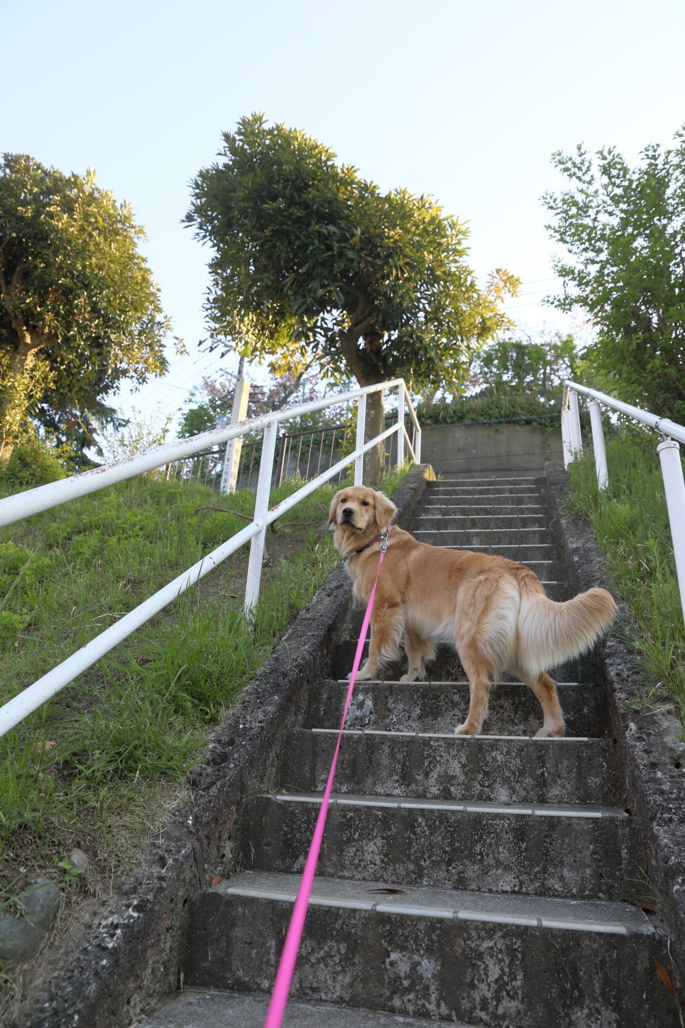 ララザップ中♪_b0275998_14283797.jpg