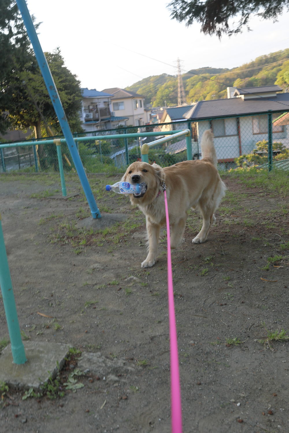 ララザップ中♪_b0275998_14285074.jpg