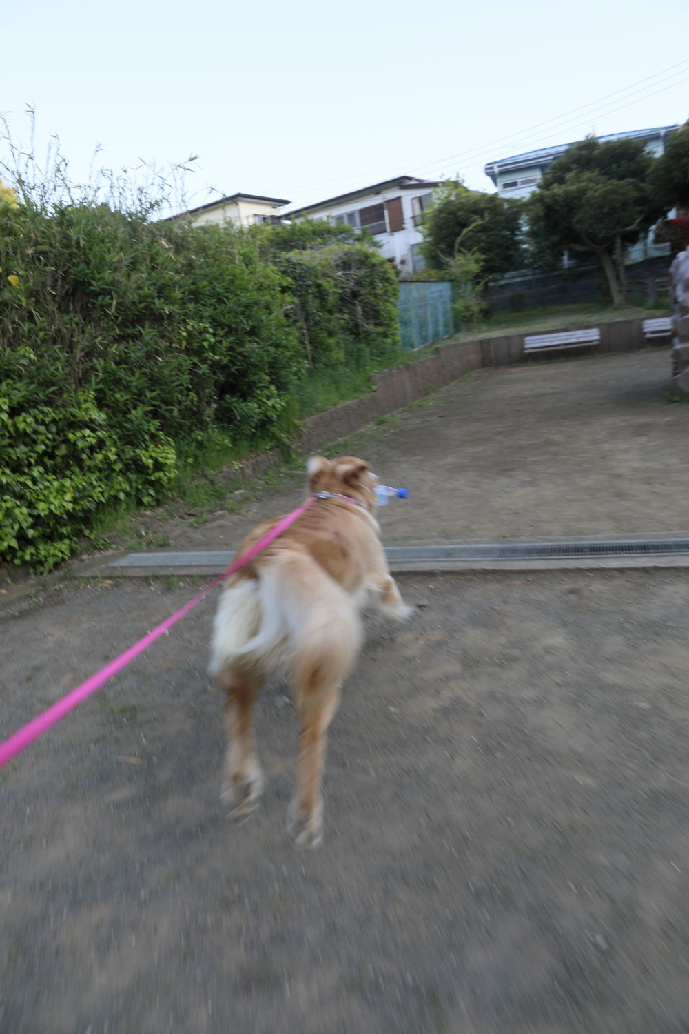 ララザップ中♪_b0275998_14290229.jpg