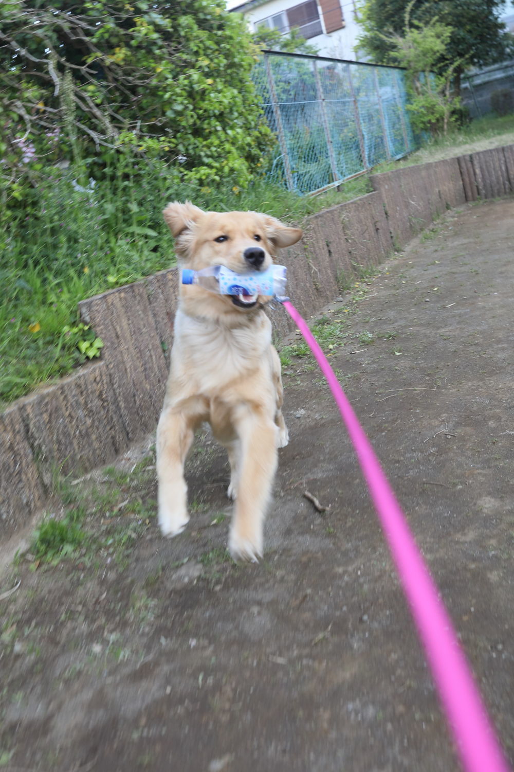 ララザップ中♪_b0275998_14290877.jpg