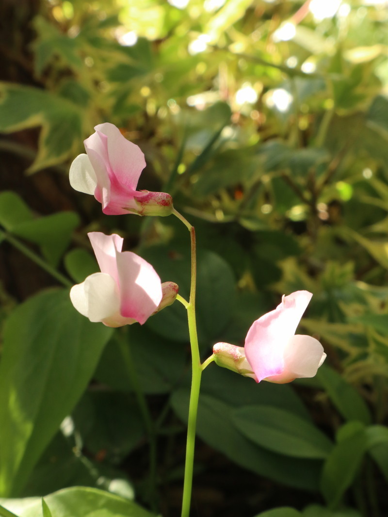たまには書こう自分の庭･･･････ちょっとチューリップが多かったなぁ～。_b0331802_17221832.jpg