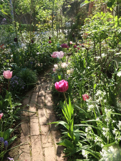 たまには書こう自分の庭 ちょっとチューリップが多かったなぁ あけの秘密の花園