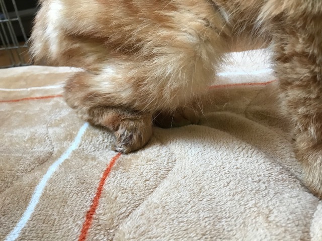 3匹の名前は三重丸_f0242002_21060738.jpg