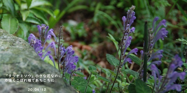 庭の花_c0051105_20142749.jpg