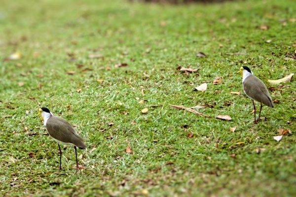 ズグロトサカゲリ 頭黒鶏冠鳧 世話要らずの庭 ズグロトサカゲリ 頭黒鶏冠鳧 世話要らずの庭