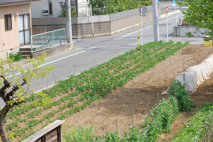 じゃがいもは日陰の方がよく育つ その2 甲府の野菜畑 じゃがいもは日陰の方がよく育つ その2 甲府の野菜畑
