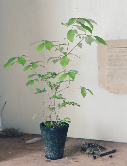 KiKusa展 君を想うときわたしは木を植える_e0158628_21313023.jpeg