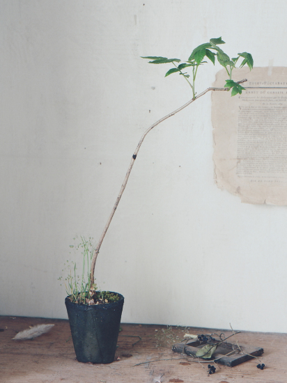 KiKusa展 君を想うときわたしは木を植える_e0158628_21315193.jpeg