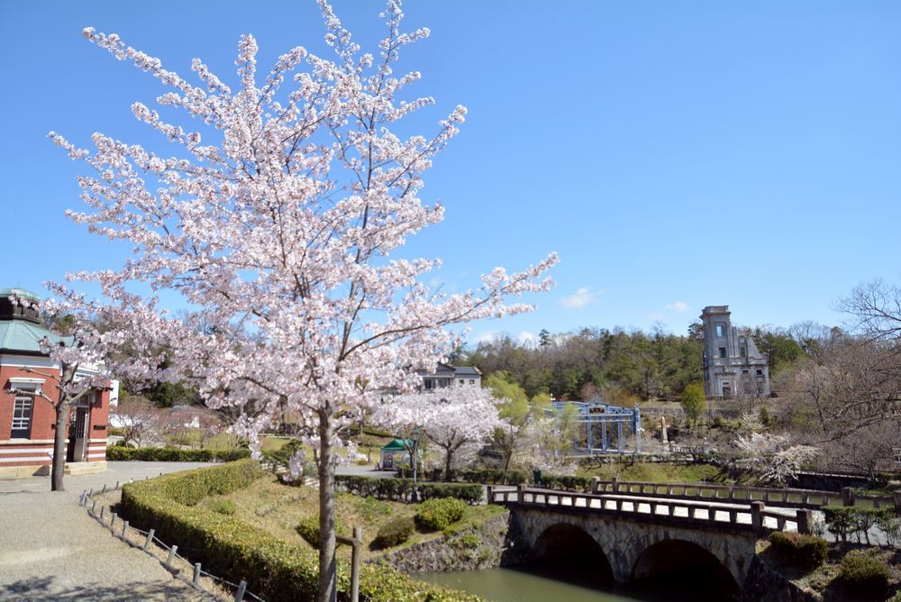 天童眼鏡橋付近の桜_e0373930_10425338.jpg