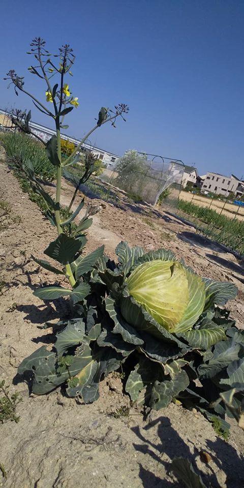 あいちの伝統野菜 畑から