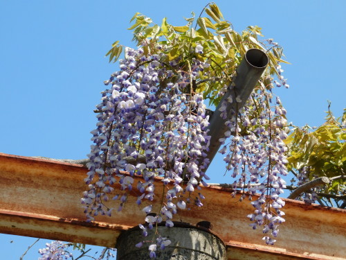  國領神社千年乃藤－2020/04/26_c0338136_19262317.jpg