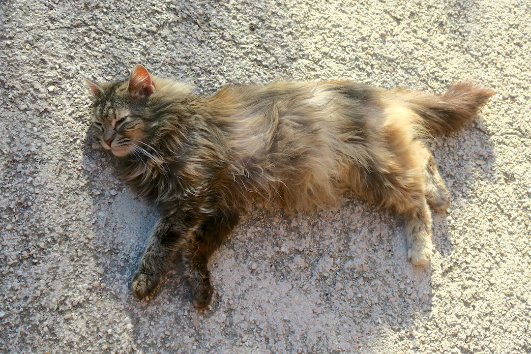 太陽に踊るひなげし眠る猫 宅配のピザに夫にこにこ_f0234936_54986.jpg