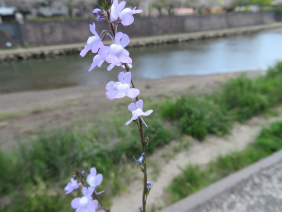 薄紫の可憐な花 鹿児島から 株 モリ不動産鑑定事務所です 099 250 2178