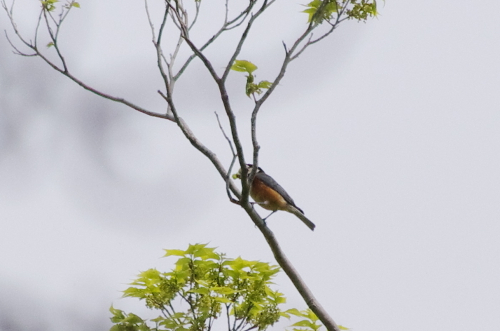 渡り鳥が減って来ました_b0079037_12400527.jpg