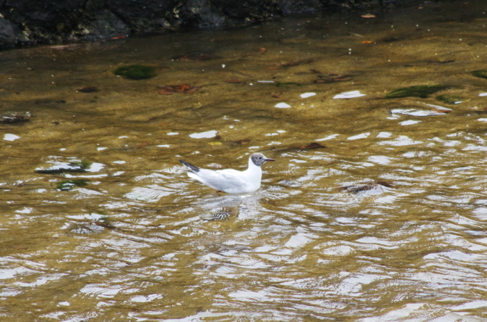 渡り鳥が減って来ました_b0079037_12402331.jpg