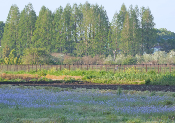 紫の小さな草花　名前がわかりません、教えて下さい。_d0290240_11045329.jpg