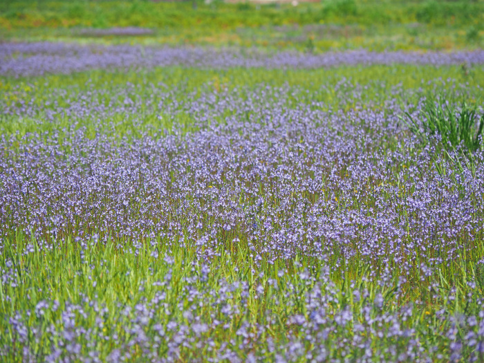 紫の小さな草花　名前がわかりません、教えて下さい。_d0290240_11054958.jpg