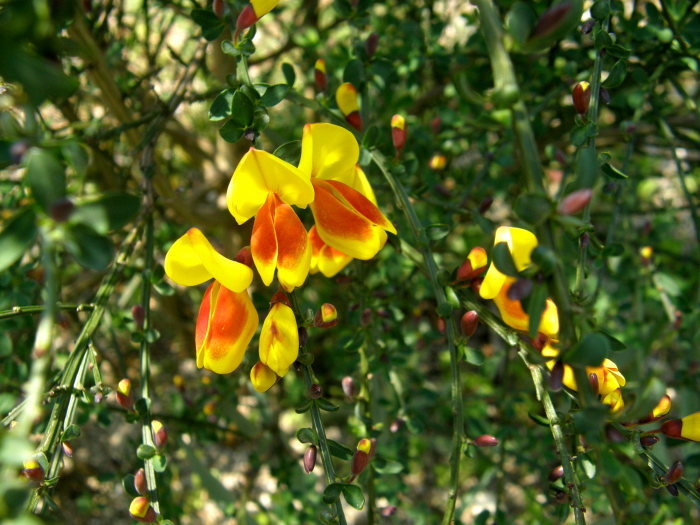 ホオベニエニシダ 頬紅金雀枝 時々の花