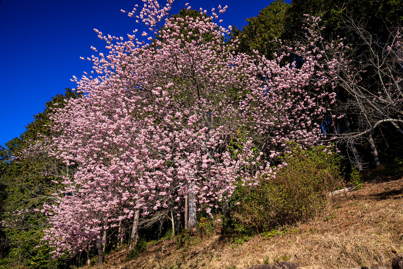 春の花咲く石山寺_f0155048_2164019.jpg