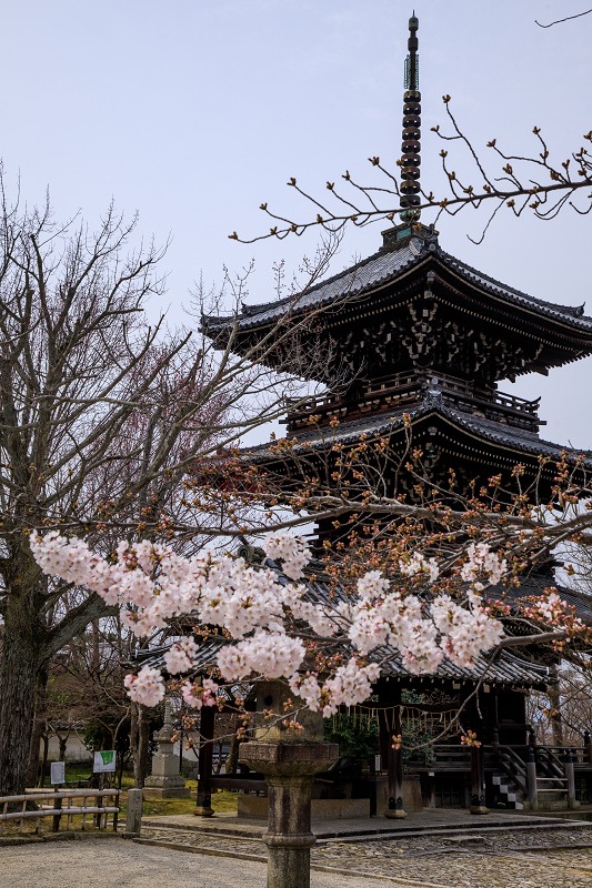 2020桜咲く京都 ソメイヨシノと山茱萸（真如堂）_f0155048_2341624.jpg