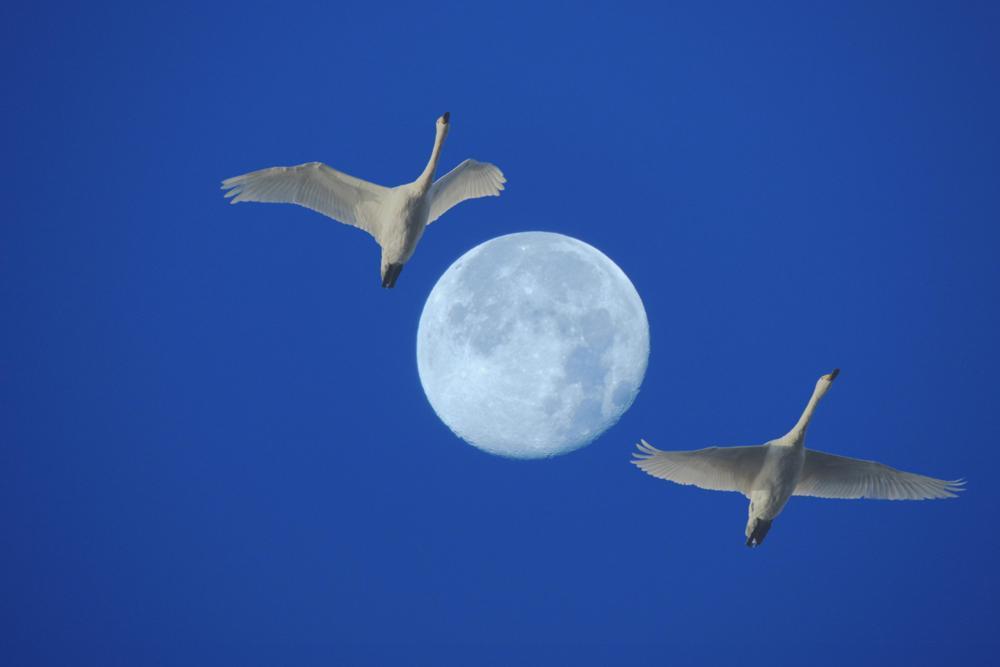 白鳥総集編2019~2020その2_e0403850_19242523.jpg