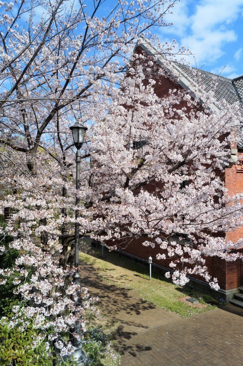 神戸文学館と桜_b0063958_15145464.jpg