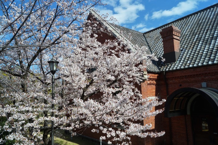 神戸文学館と桜_b0063958_15153899.jpg
