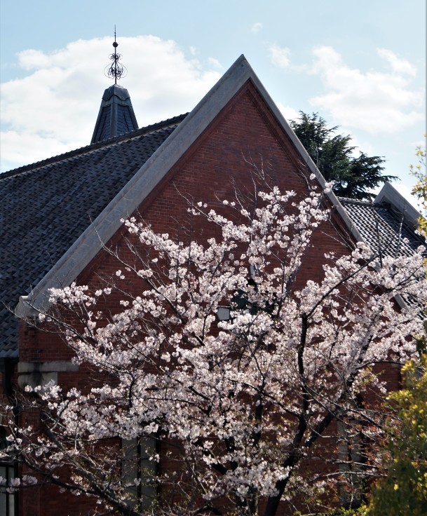 神戸文学館と桜_b0063958_15162192.jpg
