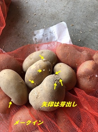 野菜作り ジャガイモの種芋 あいやばばライフ