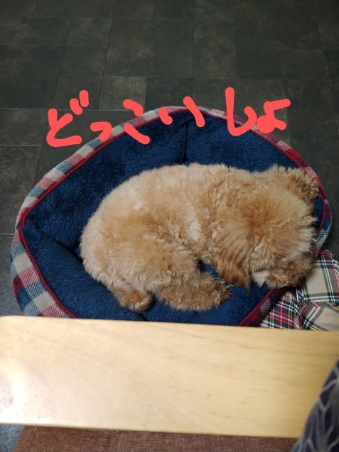 ブロ友さんのマフィン_c0162773_14482522.jpg
