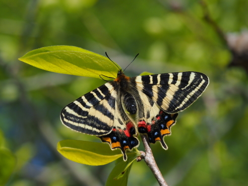 イエローバンドとイエローテール : 茨城蝶遊記