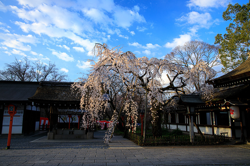 ２０２０　桜！    ～平野神社　魁桜～_b0128581_20291224.jpg