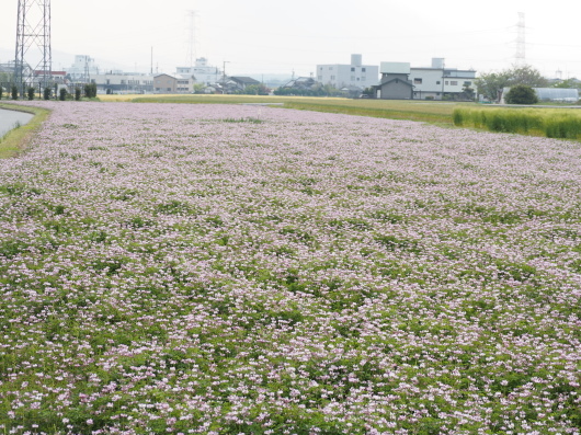 レンゲ畑と麦畑_d0281783_22385193.jpg