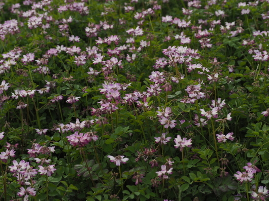 レンゲ畑と麦畑_d0281783_22394027.jpg