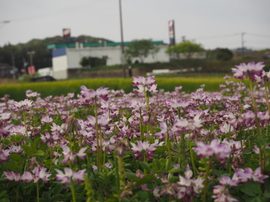 レンゲ畑と麦畑_d0281783_22455474.jpg