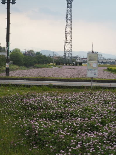 レンゲ畑と麦畑_d0281783_22465877.jpg