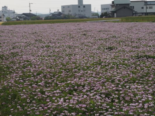 レンゲ畑と麦畑_d0281783_22474545.jpg